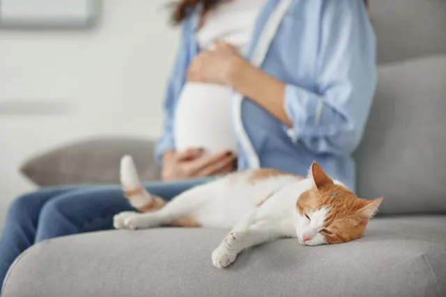 Can You Scoop Cat Litter When Pregnant? Concerns & 8 Safety Tips