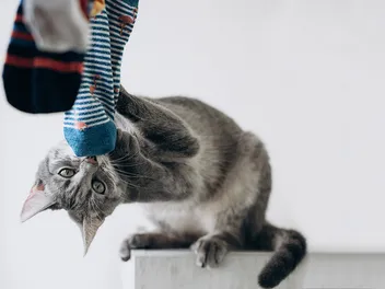 11 Reasons Cats Are Funny: Humorous Facts