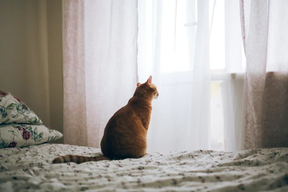 lonely cat sits on a bed and sadly looks at the window