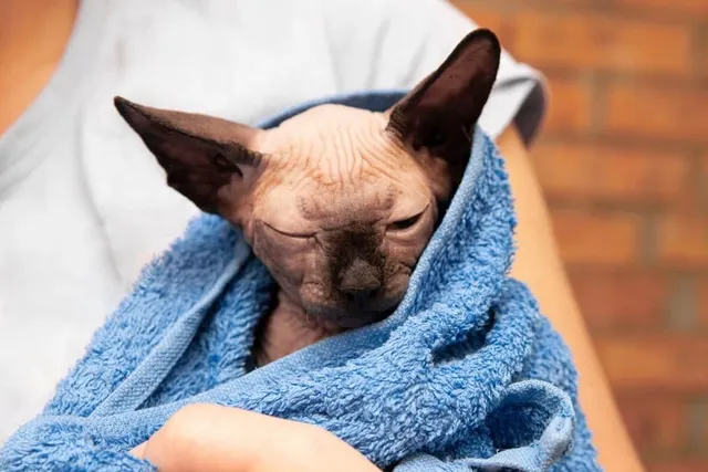 How to Bathe a Sphynx Cat: 8 Vet-Reviewed Tips & Advice