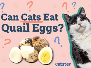 Can Cats Eat Quail Eggs? Vet-Approved Nutritional Benefits & Facts