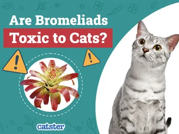 Are Bromeliads Toxic to Cats? Vet-Reviewed Houseplants Examined