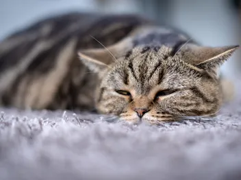 The 10 Common Causes of Sudden Death in Cats (And Which Ones Are Preventable)