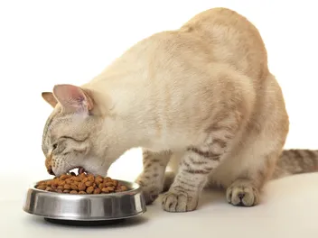 7 Best Cat Foods for Pancreatitis in 2026 - Reviews & Top Picks