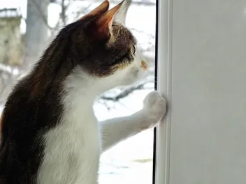 Why Is My Cat Scratching at the Window? 5 Reasons & How To Stop Them