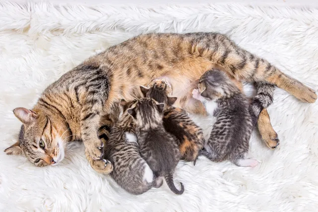 How Many Kittens Can a Cat Have? Vet Verified Facts & FAQ