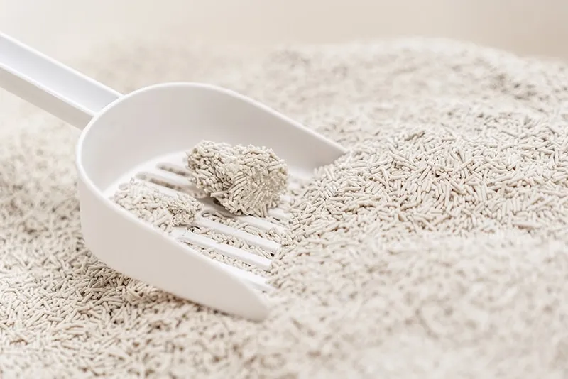 close up scoop on clumping tofu cat litter