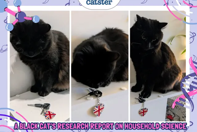 Cheekiness by Design: A Black Cat’s Research Report on Household Science