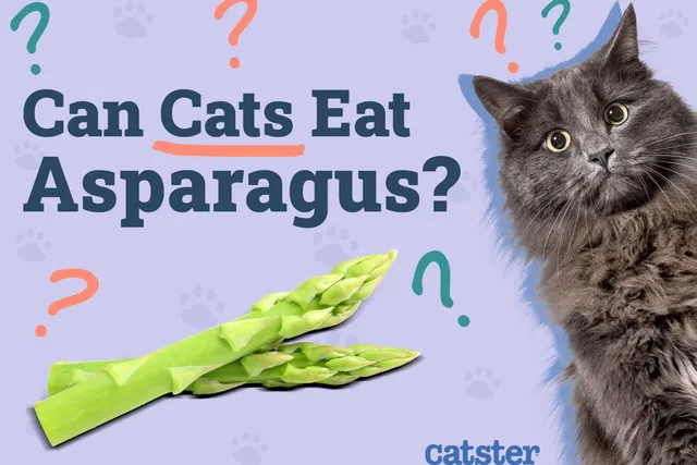 Can Cats Eat Asparagus? Vet-Reviewed Nutrition and Safety Explained