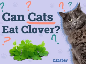 Can Cats Eat Clover? Common Herbs Examined