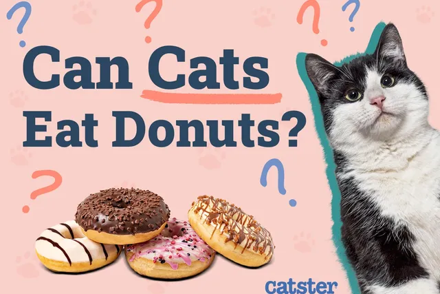 Can Cats Eat Donuts? Vet-Reviewed Nutritional Facts & FAQ