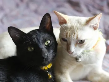 How to Introduce Two Male Cats: 7 Approved Tips