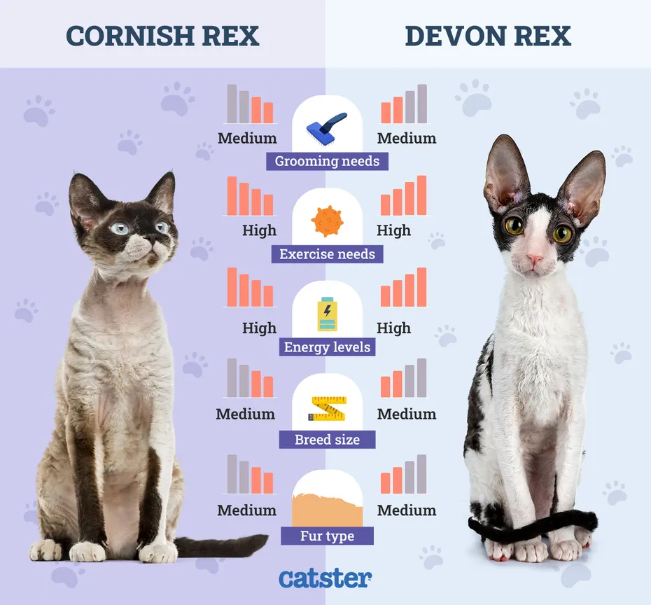 Catster_Side by Side Cornish Rex vs Devon Rex
