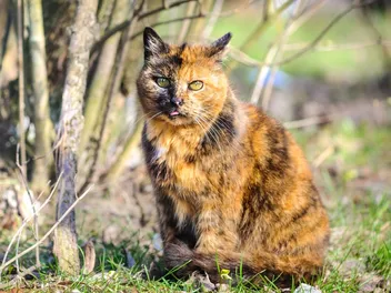 Tortoiseshell Cat: Info, Pictures, Care & Facts