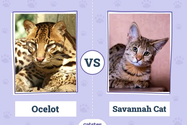 Ocelot vs Savannah Cat: How Are They Different? (With Pictures)