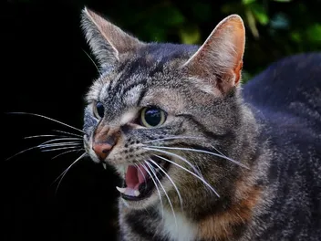Why Do Cats Hiss? 5 Vet-Reviewed Reasons for This Behavior