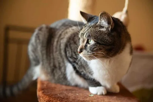 Can Cats Sense When Something Is Wrong? Feline Instincts Facts