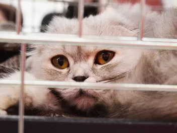Rescue Cat Behavior: Vet-Reviewed Problems & How to Help