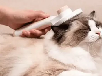 9 Best Brushes for Ragdoll Cats - 2026 Reviews & Top Picks