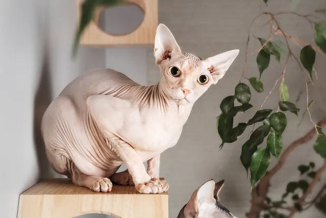 Sphynx Cat Breed: Info, Pictures, Temperament & More