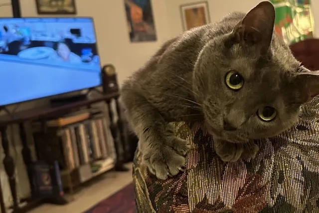 How Cats Improve Your Mood: Olga’s Ways of Relieving My Stress