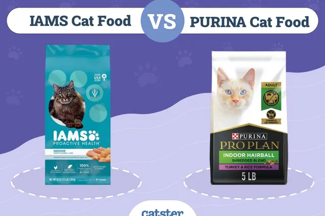 IAMS vs Purina Cat Food: Our 2026 In-Depth Comparison