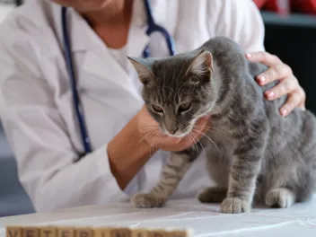 Why Is My Cat Vomiting Blood? Our Vet Explains 10 Possible Causes