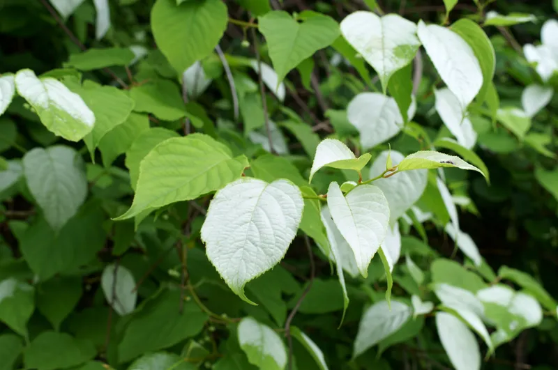 silvervine leaves