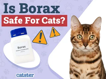 Is Borax Safe for Cats? Vet-Approved Safety and Usage Advice