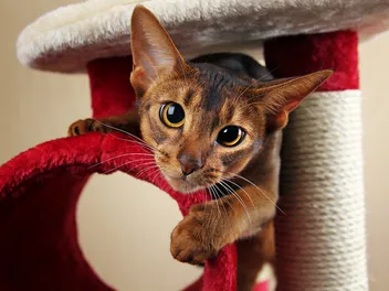 How Do You Keep a Cat From Getting Bored? 12 Vet-Approved Tips