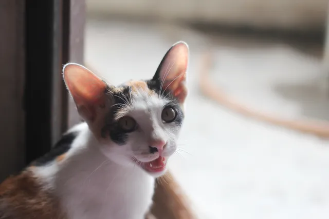 How to Stop Your Cat From Meowing at the Door in the Morning: 5 Vet-Verified Ways