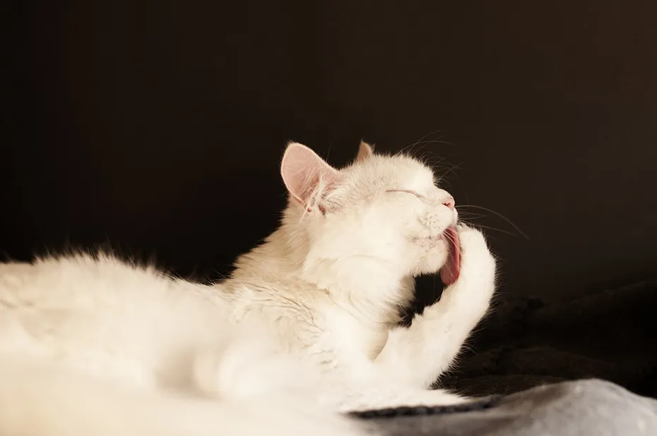 white cat licking its paw