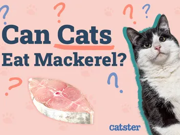 Can Cats Eat Mackerel? Precautions & Advice