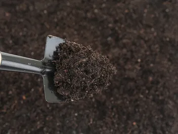Composting Cat Poop: Vet-Verified Guide & Tips