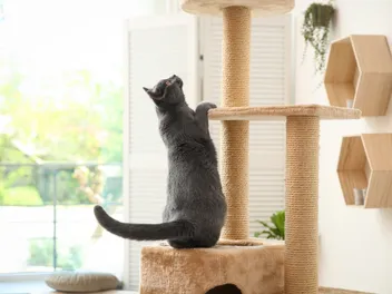 How to Make a DIY Cat Door Climber: 6 Easy & Practical Ideas