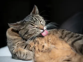 My Cat Is Licking Their Belly Raw, What’s Wrong? Vet-Reviewed Possible Causes