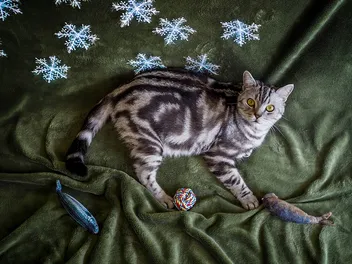 14 Vet-Verified American Shorthair Cat Colors & Patterns (With Info & Pictures)