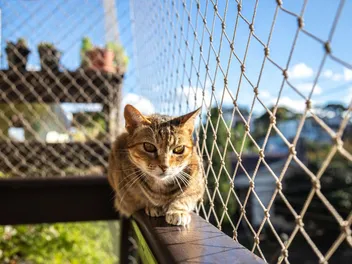 How to Cat Proof a Balcony: 5 Vet-Approved Tips
