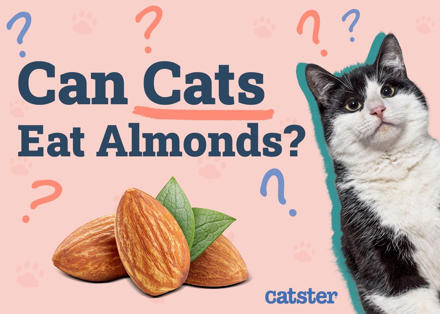 Can Cats Eat Almonds