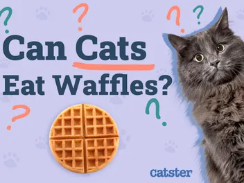 Can Cats Eat Waffles? Vet-Reviewed Facts & FAQ