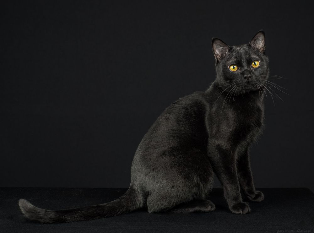 Black Burmese cat on black background