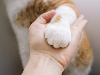 Declawing Cats: Our Vet Explains the Truth, History & Alternatives