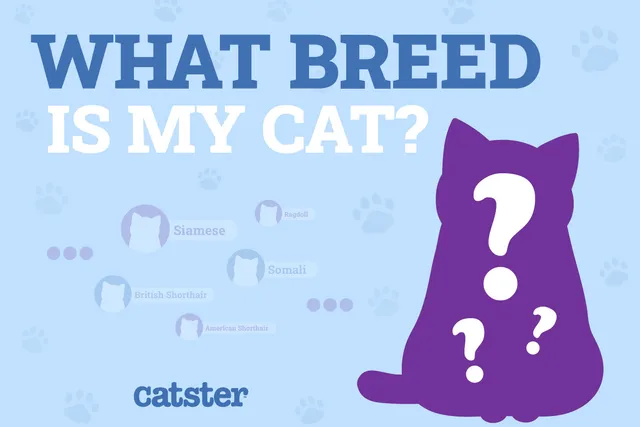 What Breed Is My Cat? Vet Approved Identification Guide