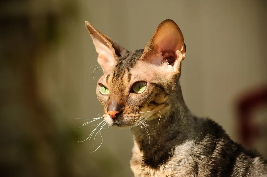 close up Cornish Rex cat