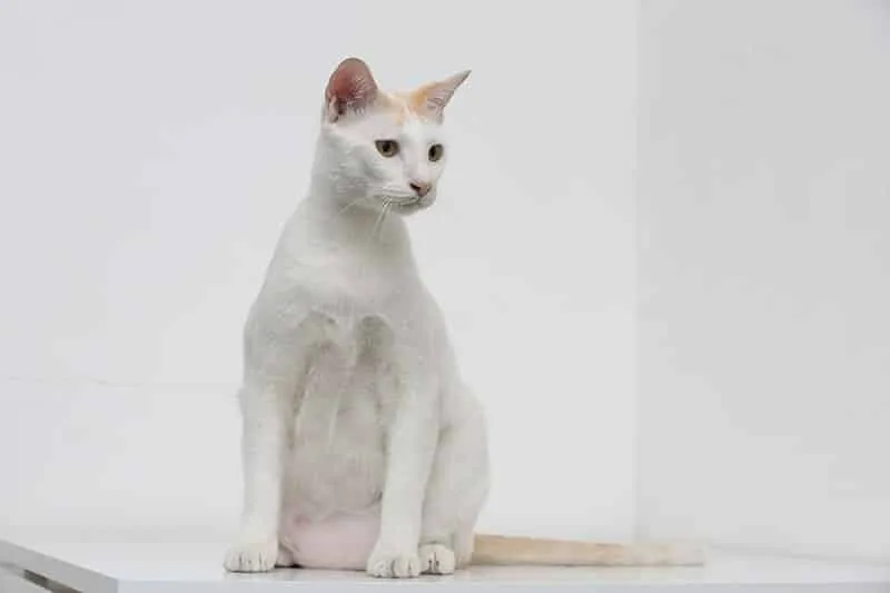 A white cat has primordial pouch