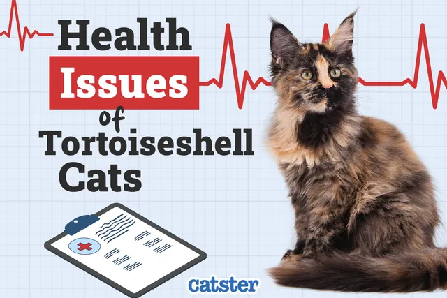 10 Vet-Reviewed Tortoiseshell Cat Health Problems & Care Tips