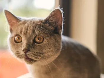 Why Is My Cat Wheezing? 8 Possible Reasons (Vet Answer)