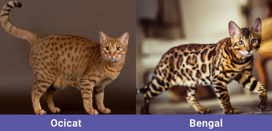 side by side Ocicat VS Bengal