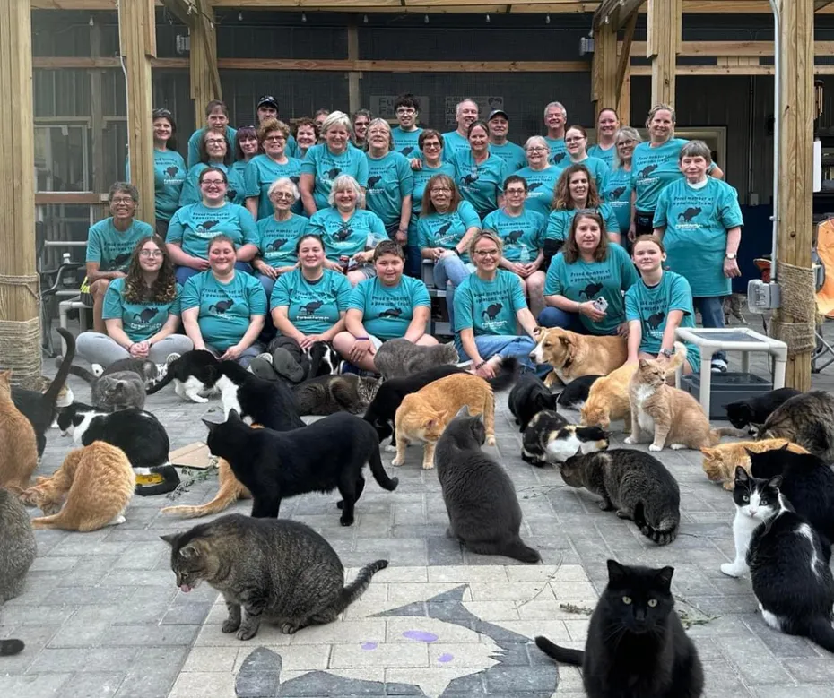 furball farm cat sanctuary 1