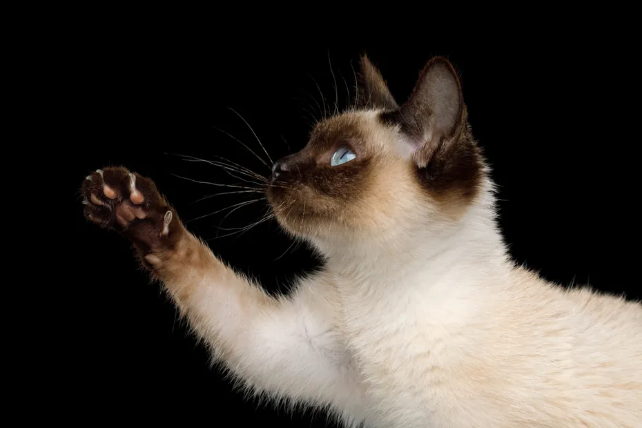 Toy Bob Cat on Isolated Black Background